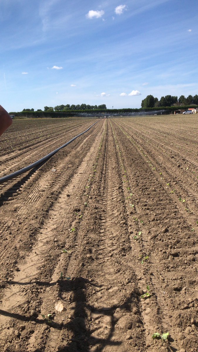 Eerste perceel winterbloemkool staat erin voor oogst 2023,ff een klein kunstmatig buitje erop#bloemkool#oogst2023