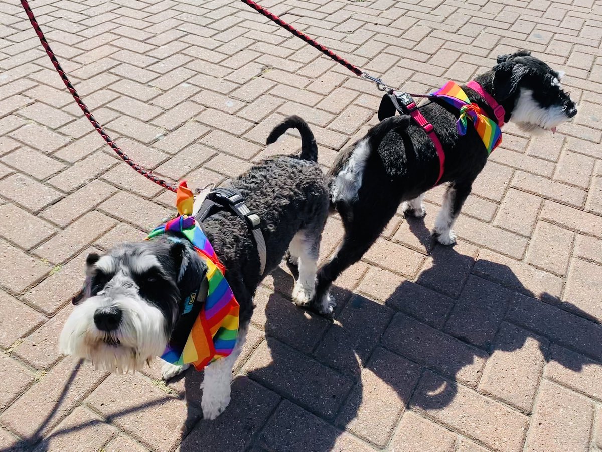 marcthevet's tweet photo. @BBCSussex Met this pair of lovely schnauzers earlier! π³οΈβπ #DogsOfPride #BrightonPride https://t.co/y70Vg0QbVX