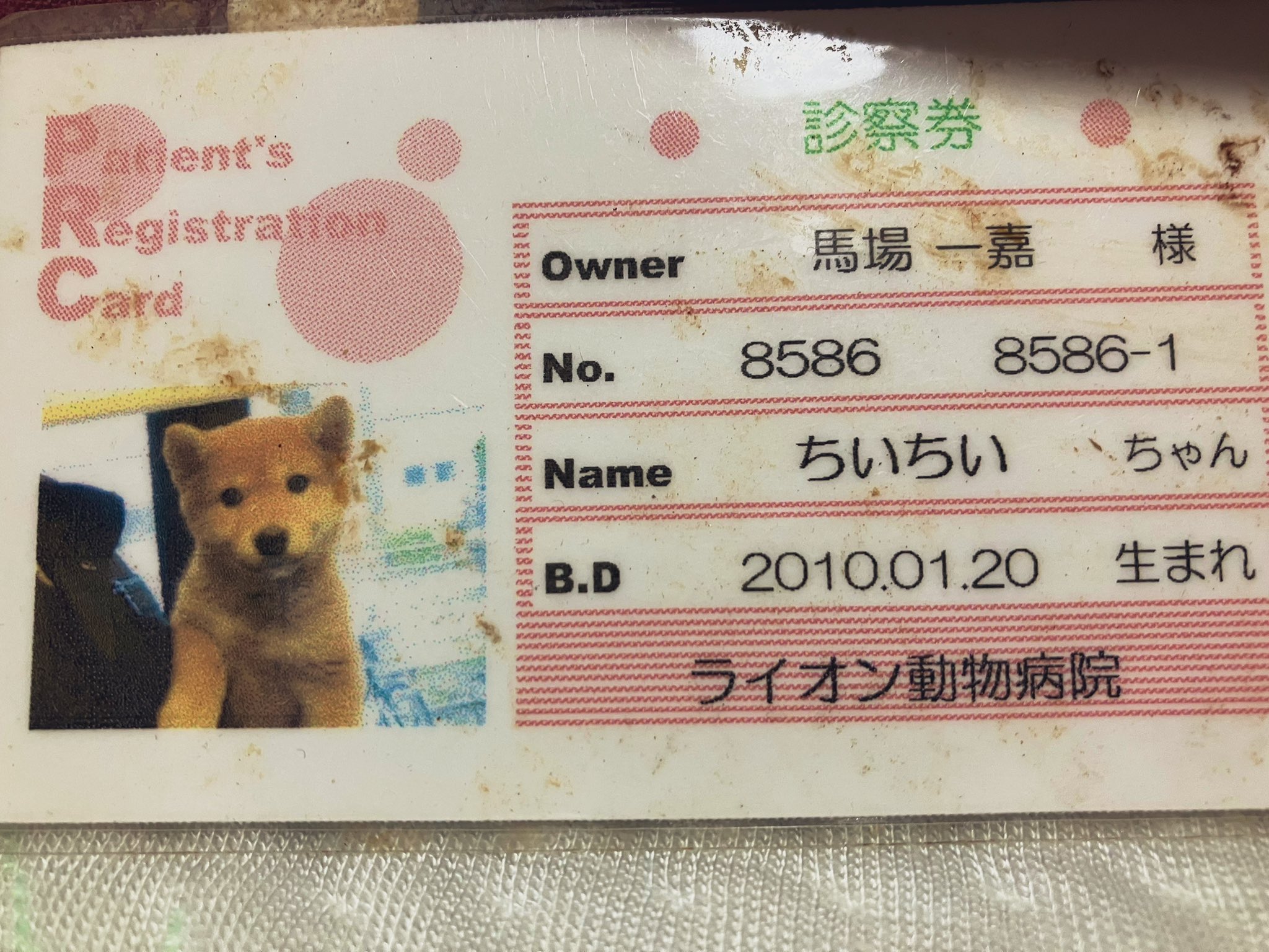 ちーちー 部屋の片付けしてたら若い頃のちーちーの診察券が出てきた ライオンの赤ちゃん みたいでかわいかったんだな と思ってみてたら ライオン動物病院の診察券だったよ ライオンズゲートも開いてるっていうから ライオンづくしってことで 投稿して