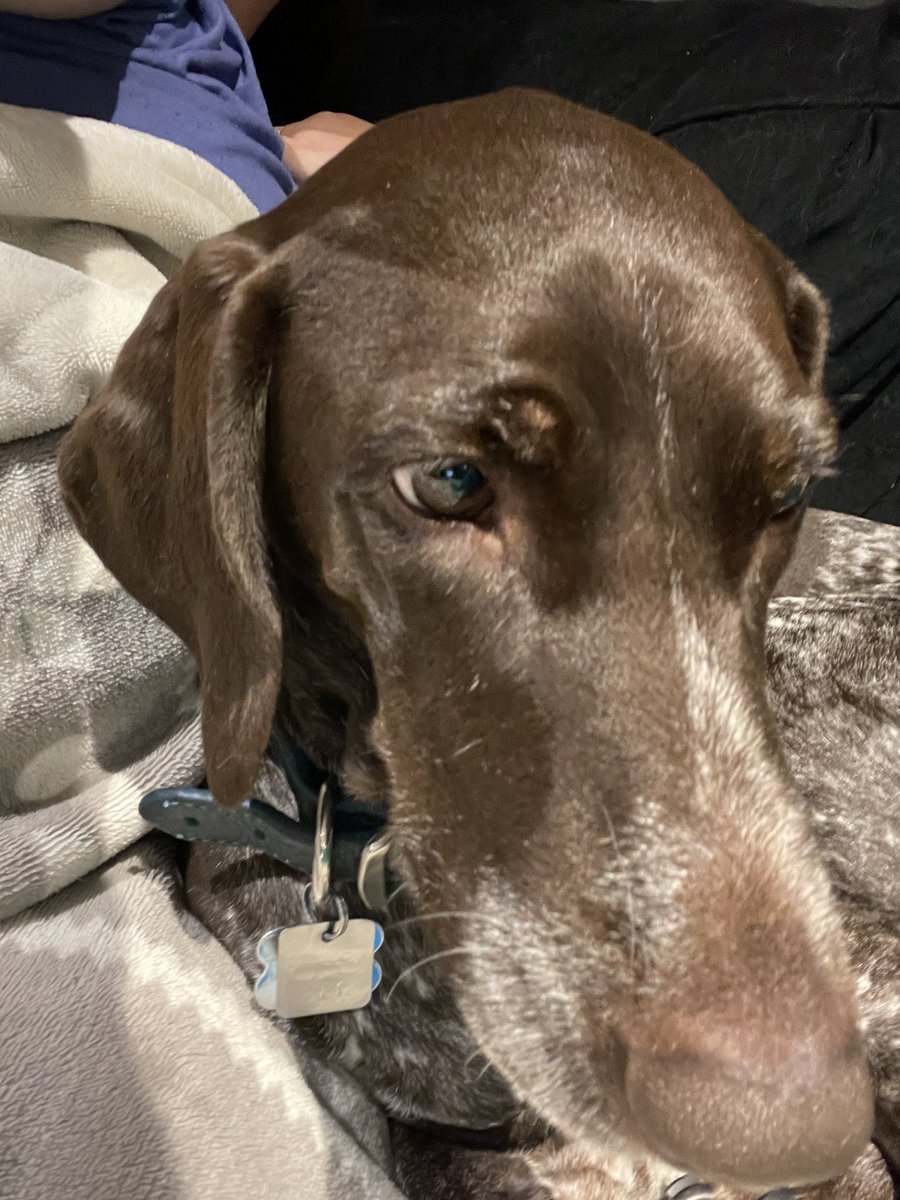 DogBandanasByAmy tweet media
