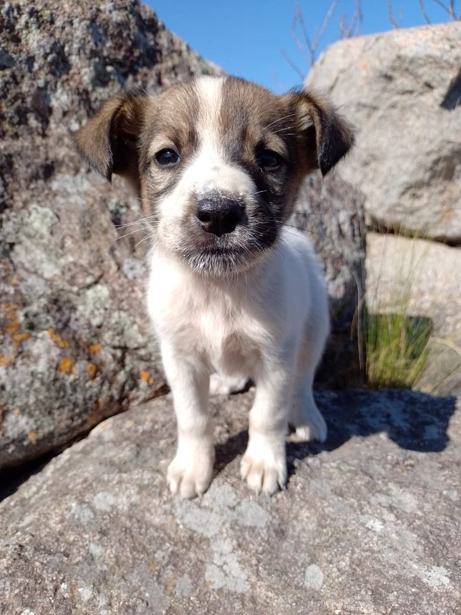 Hola!! Tengo estos 3 perritos para dar en ADOPCIÓN RESPONSABLE, son machos y van a ser de tamaño mediano 🐶🐾. POR FAVOR RTW 🙏🏻