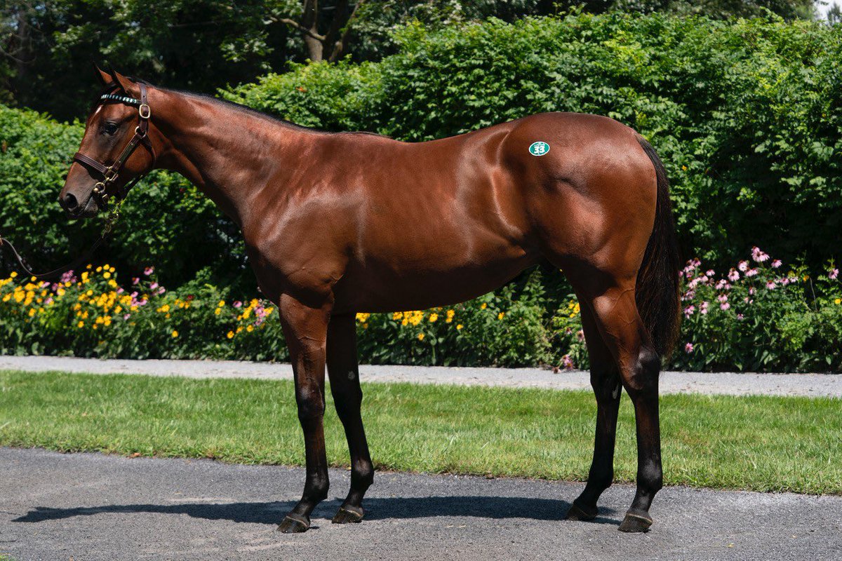 BATTLE OF NORMANDY (City of Light), a <a href="/LanesEndFarms/">Lane's End</a> home bred and graduate of our 2021 <a href="/FasigTiptonCo/">Fasig-Tipton</a> Saratoga Select draft, won with authority in his debut at the Spa today! Excited for his connections! 📸 <a href="/MakMathea4/">Mathea Kelley</a>