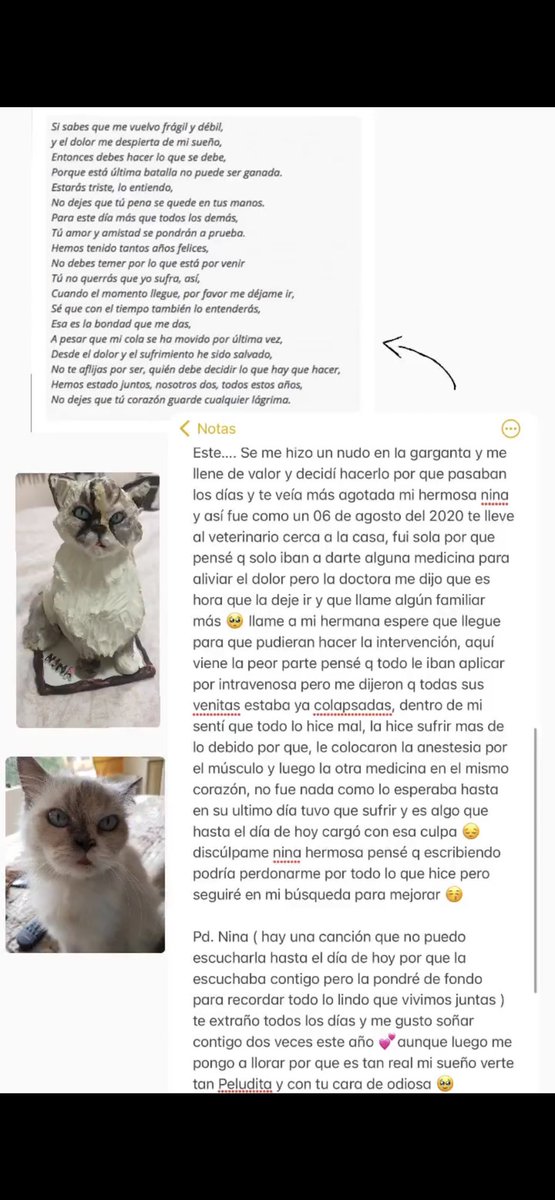 aamn91's tweet photo. Hace dos años de tu partida mi nina🤍
#mejoresamigos #CatsOfTwitter #catlovers #historia https://t.co/3Zj2x7AVGr