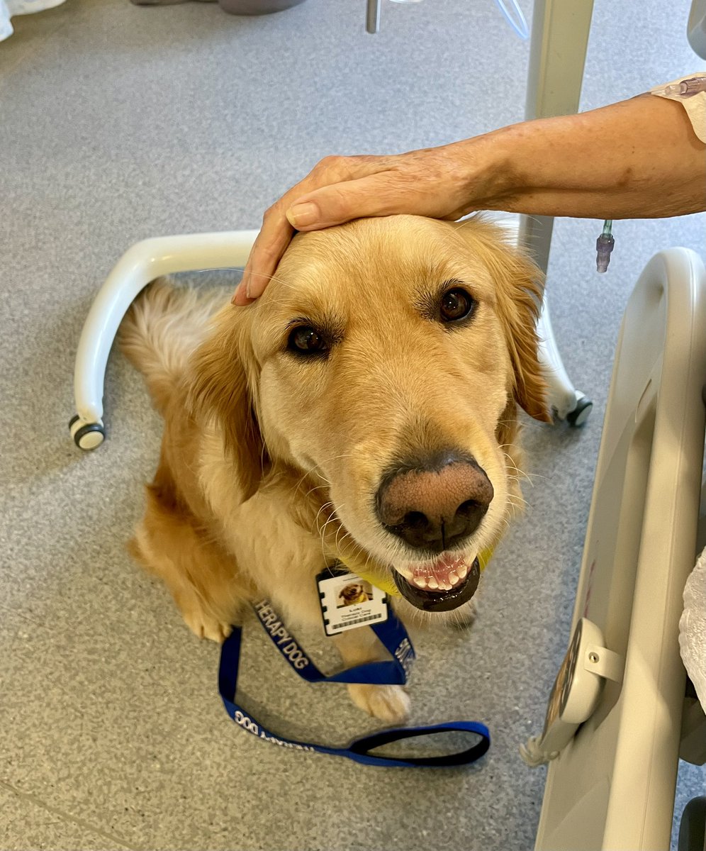 The hand on my head belongs to a lady who has been in ICU for almost 4 weeks. She misses her own dog dearly and I think I managed to cheer her up a bit 🥲 #therapydog #humanisingICU