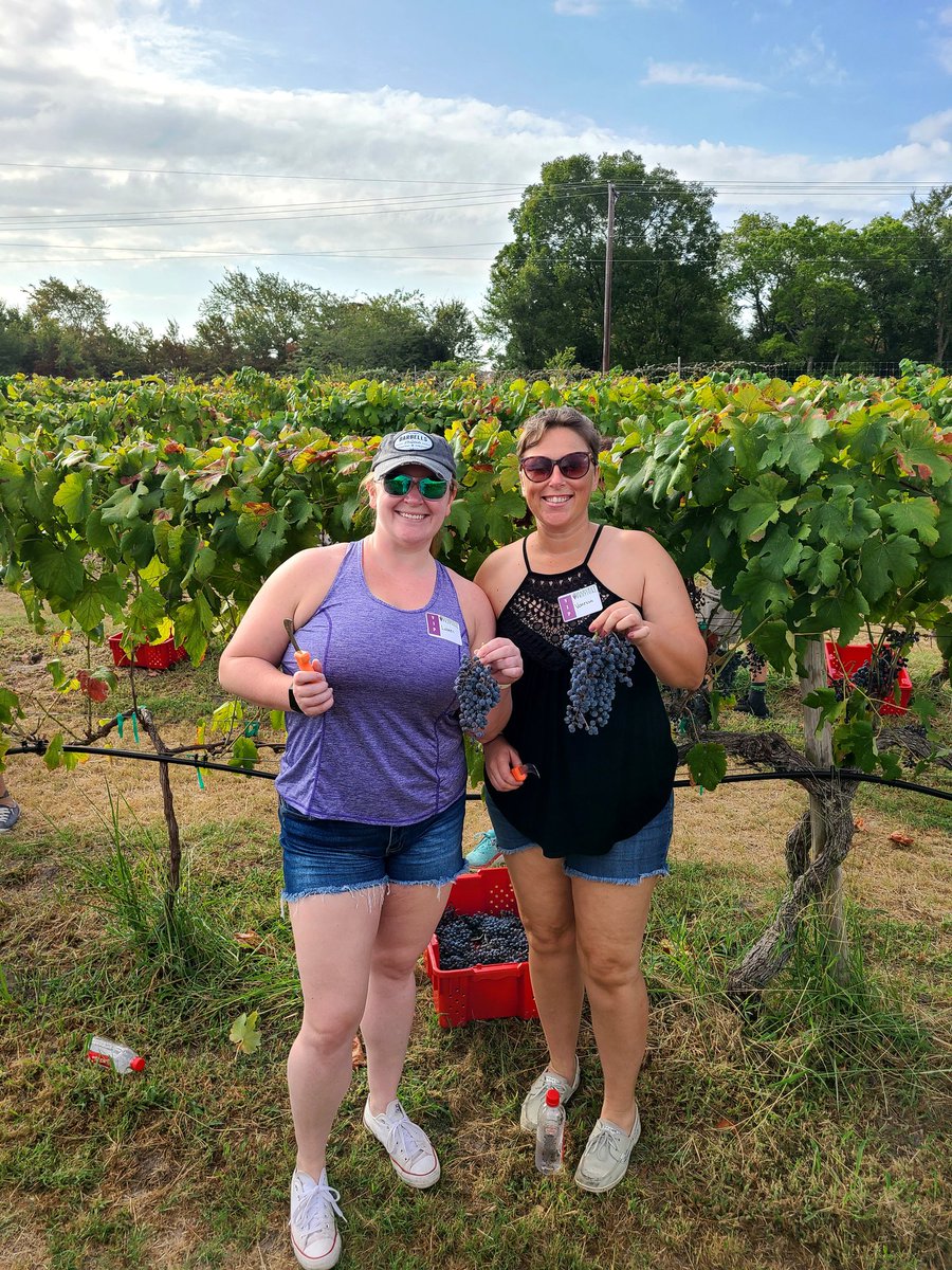 vanilla_c00kie's tweet photo. Fun morning harvesting and stomping grapes at Messina Hof! #harvestfestival2022 #grapestomp #messinahofwinery https://t.co/dJMvGwefQ7