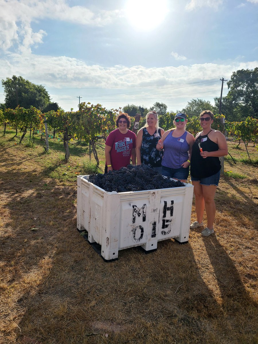 vanilla_c00kie's tweet photo. Fun morning harvesting and stomping grapes at Messina Hof! #harvestfestival2022 #grapestomp #messinahofwinery https://t.co/dJMvGwefQ7