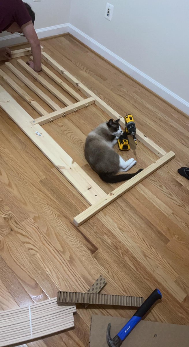 ImJustADentist's tweet photo. @CatWorkers furniture assembly cat https://t.co/2zdTU91PVR