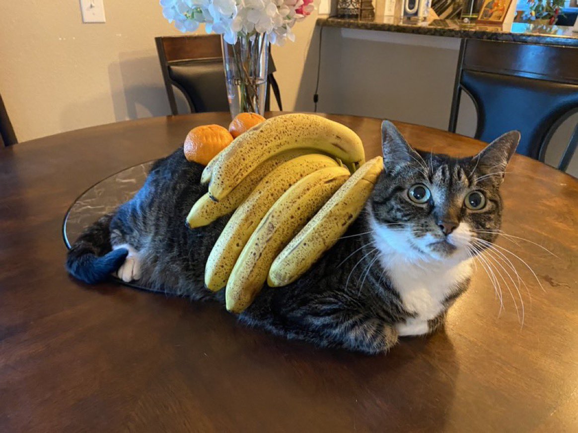 Memes to Show Your Cat (@showyourcat) on Twitter photo 