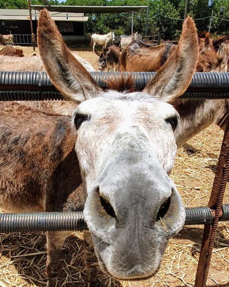 safehaven4donks's tweet photo. 🧡 A certain 4 legged sanctuary resident with gorgeous HUGE ears wanted to get on social media &amp; was not going to be missed by the cameraman 💛🤣

#notcamerashy #determinedonkey #donkeysanctuary #rescuedonkey https://t.co/M2LPawTS2E