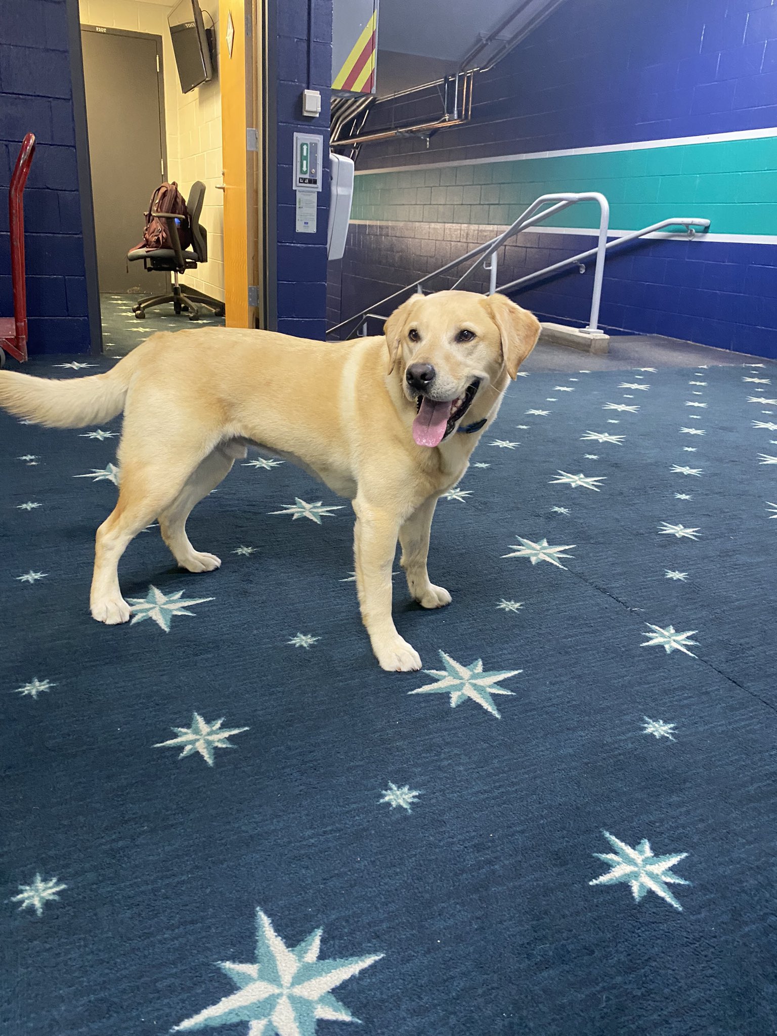 mariners dog tucker