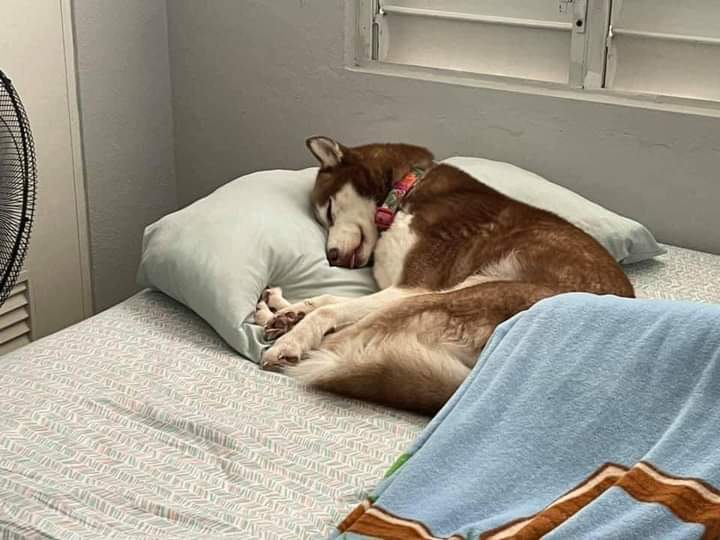 perros_shidoris's tweet photo. Si yo duermo 12 horas mi perrito duerme 12 horas conmigo, estoy orgulloso de mi creación. ❤️🐶 https://t.co/JuBxwLGE5w