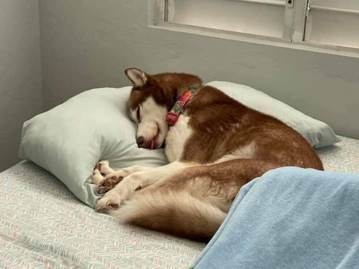 perros_shidoris's tweet photo. Si yo duermo 12 horas mi perrito duerme 12 horas conmigo, estoy orgulloso de mi creación. ❤️🐶 https://t.co/JuBxwLGE5w
