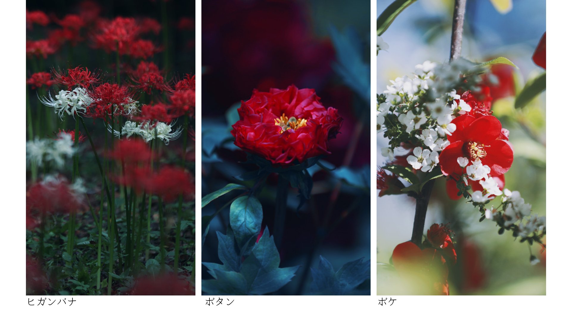 Neo Himeism 8月7日 花の日https T Co Gz96dfayun Twitter Neo Himeism 8月7日 花の日https T Co Gz96dfayun Twitter