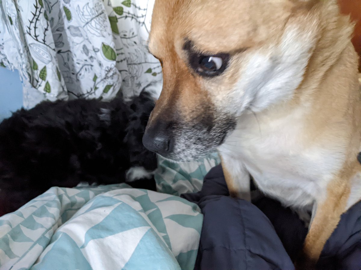 Jennie Chamberlain tweet media