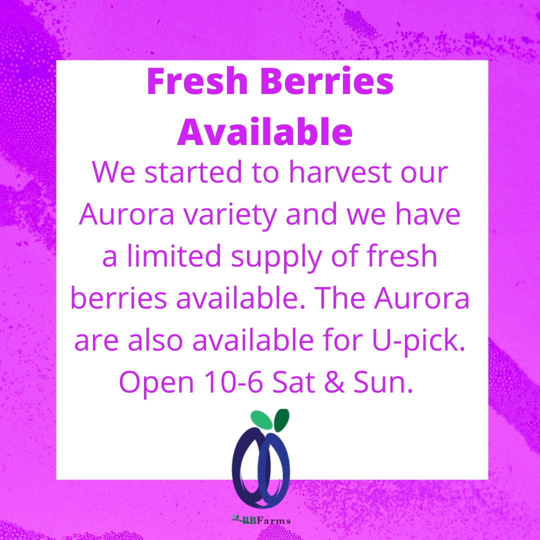 bokeybloomsfarm's tweet image. U-pick, frozen and a limited supply of fresh berries all available. We would love to see you 

 #t8n #yegshoplocal #edmontonmade #supportlocalyeg #supportlocalt8n #yegbiz #yegfruit #yegfarmersmarket #prarieberry #yegsupportlocal #t8nsupportlocal #yegorchard #yegfarm #edmontonlife