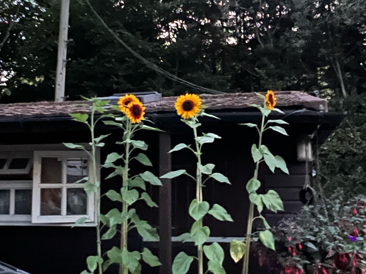 actorleebright's tweet photo. Great efforts from the kids Sunflower growing this year ! Higher than the stables ! #sunflowers #chartridge #chesham #chartridgesunflowers #big #kids #growing https://t.co/SdLOezjwUq
