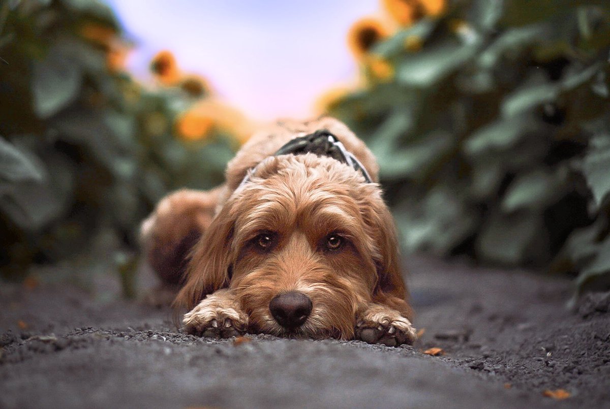 Sunflowers and sunsets 🌻🧡
#dogphotography #dogsofinstagram #DogsofTwittter