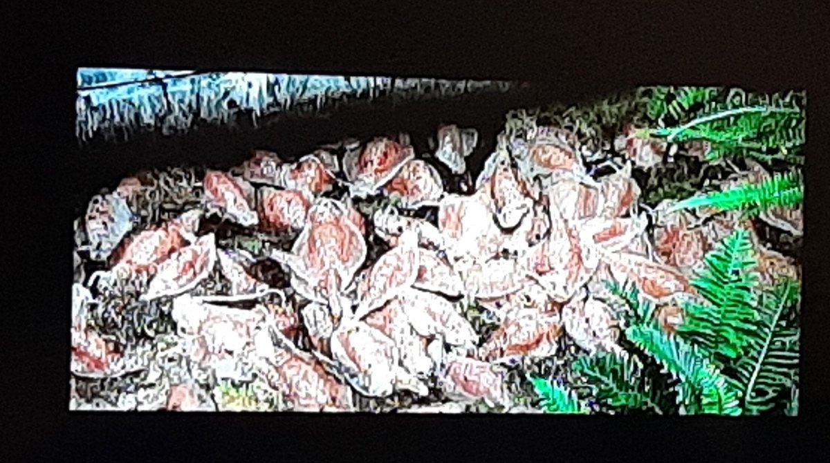 DrFusel's tweet image. Sie haben sich vermehrt und entwickelt,  #Mikroben auf der Oberfläche von #Spocks Kubus. #StarTrek3 #AufderSuchenachMrSpock