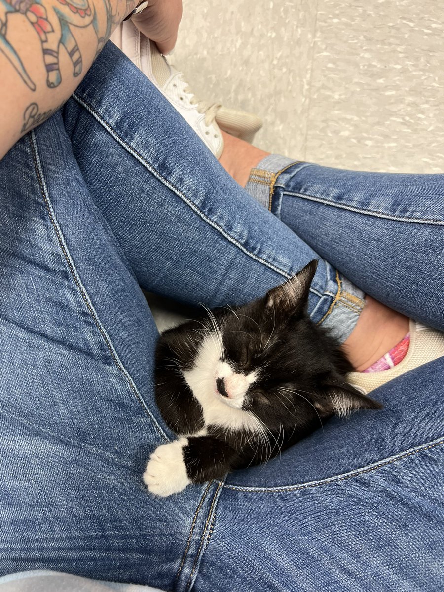 When you rescue a kitten out of your engine at work, you get sweet kitten cuddles at work 🥹🥹 #attkitten #sweetbaby