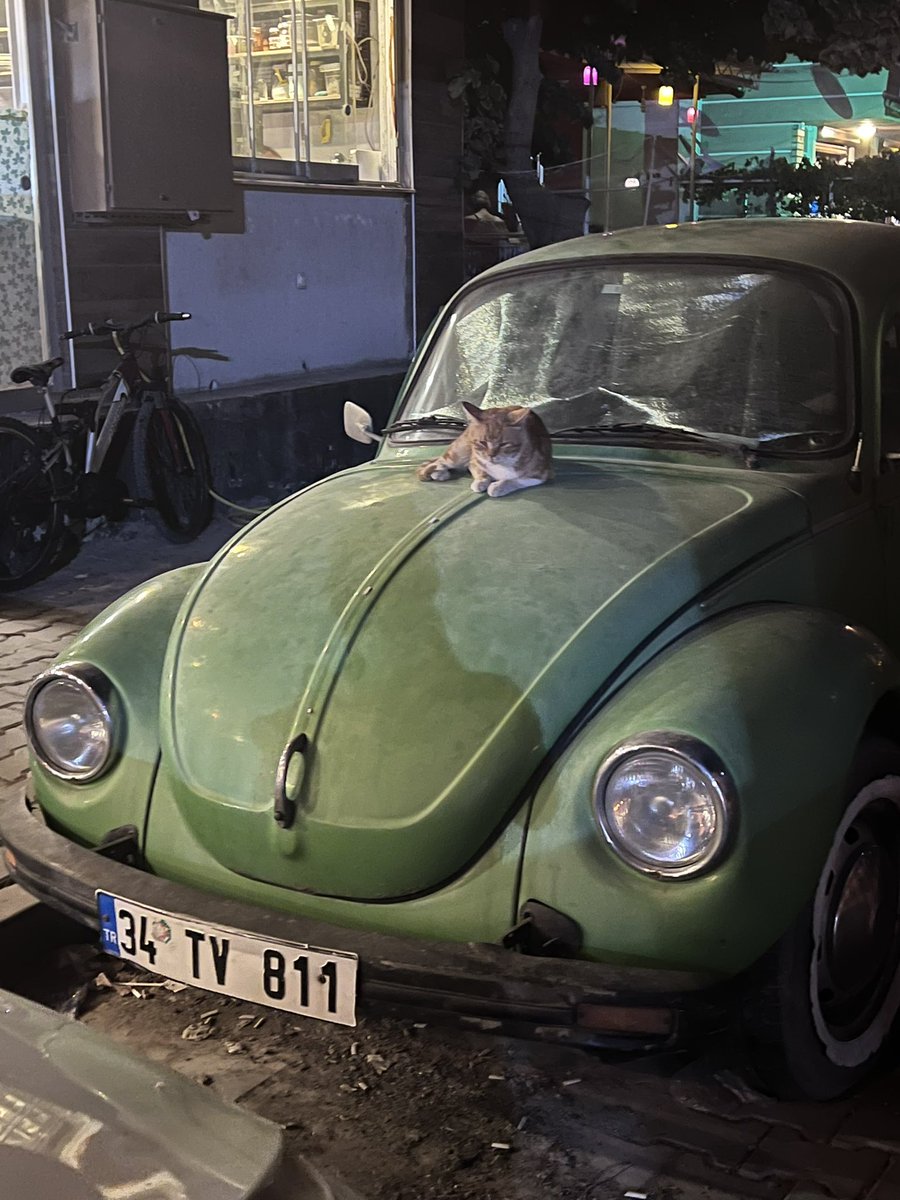 Limpingoncloud9's tweet image. A cat on a bug here in Turkey. #vacation