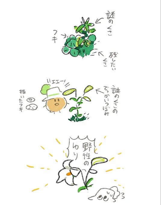 ユリ回
勝手に生えている草にどんな花がつくか知りたくて残していたもの 