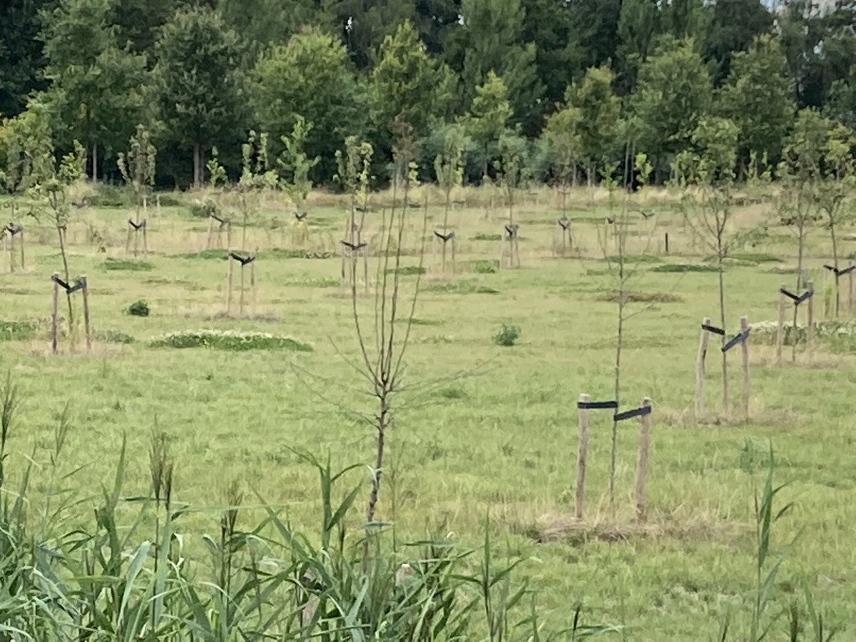 wakker_mattijs's tweet photo. Gaat niet zo goed met de hoogstam fruitbomen van #voedselbos in Geldermalsen, ca 20% ter ziele (natte voeten in winter), rest staat de kwijnen door de droogte…, is dit nu de toekomstige manier van voedselvoorziening🙄 https://t.co/dls9mpO9eB