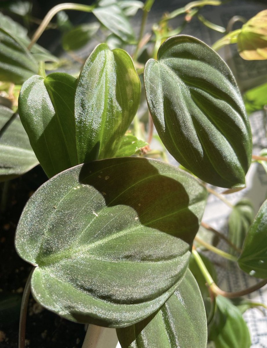 ABacolas's tweet photo. Philodendron Micans is Amanda Bacolas’s favorite plant! #philodendron #micans #houseplants #greenery #amandabacolas https://t.co/XO4nEUvkTc