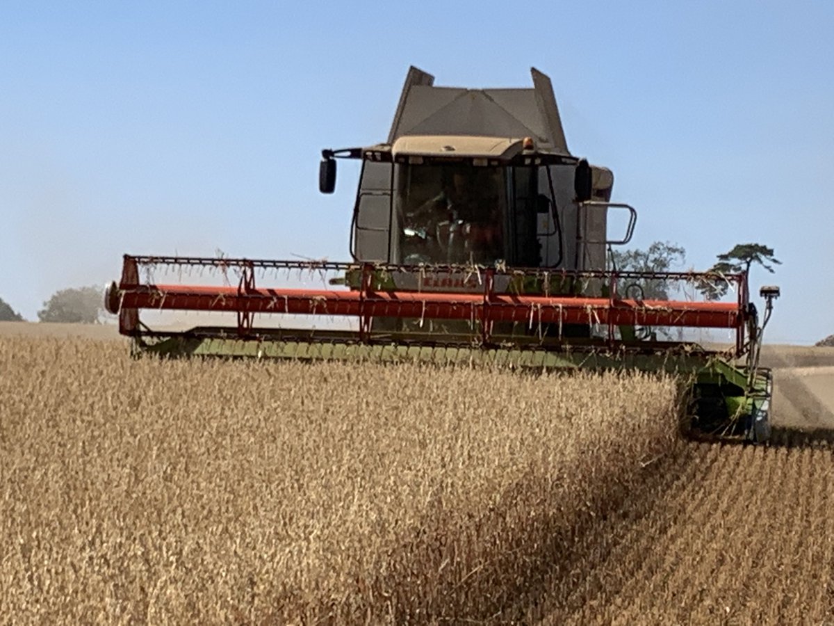 Isabel organic oats , marketed by ⁦<a href="/organicarable/">Organic Arable</a>⁩  for ⁦<a href="/WhitesOats/">White's Oats</a>⁩ , hope it makes the grade !!!