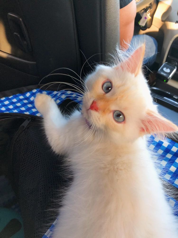 encoeurtoi's tweet photo. okay i'm melting !!!! https://t.co/f13TVGCB4u