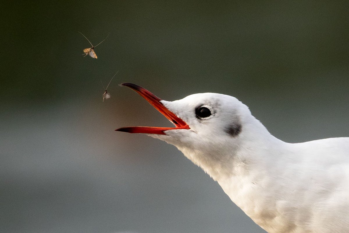 ⭐️ Meet the next 4 winners for May - August of our 2023 calendar! ⭐️

May - Andrew Wales - Sneaky Vole

June - Simon Cross - Nuthatch at the Feeding Area

July - Robert Blake - Sunset Grazing

August - Joe Seymour - Catching Flies
