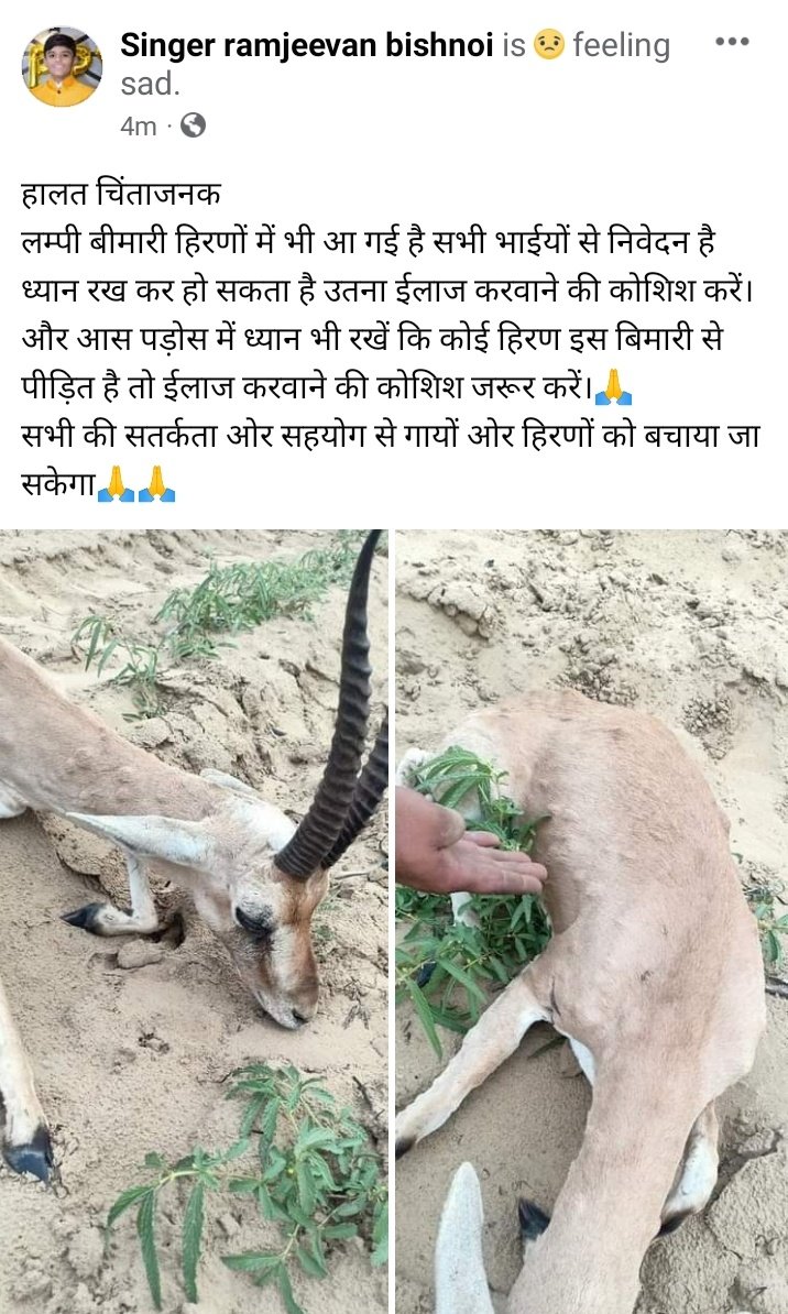 SINGERRAMJEEVA1's tweet photo. #limpi
#bishnoi https://t.co/dp5apysqiE