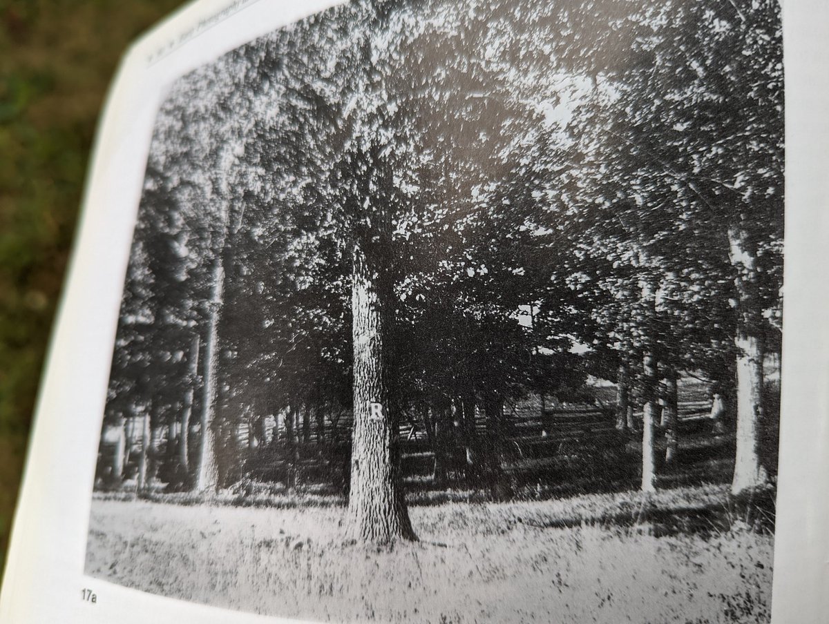 skepticalsharp's tweet image. Frassanitos supposed location of Reynolds death.