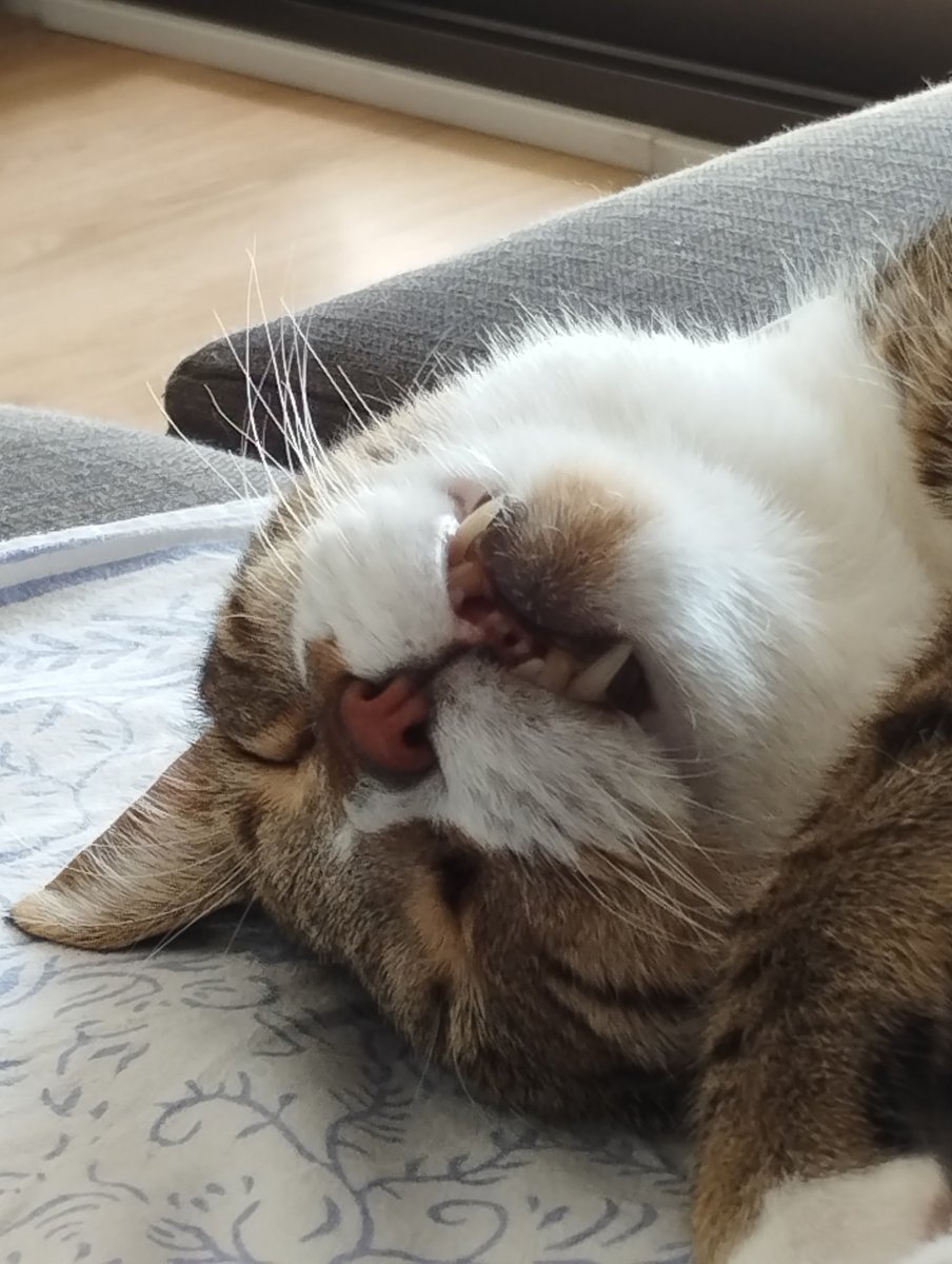peremestre's tweet photo. El gat de casa, està mutant en un marsupial. #Newton #NewtonTheCat  #Pinyata https://t.co/TUZbMRqr4n