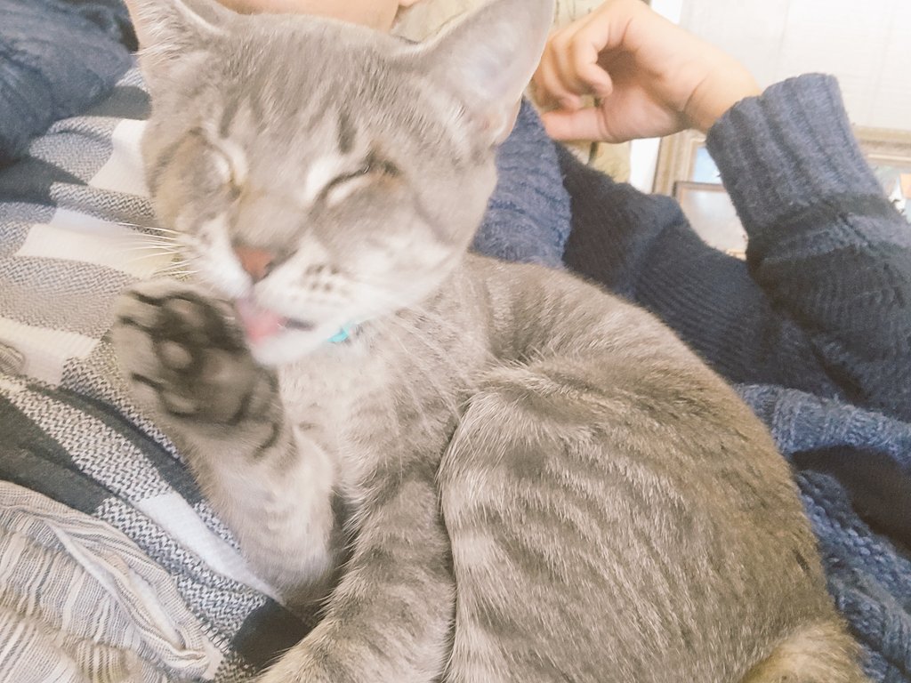 SuperCapPlanet's tweet photo. Pfffsss... 
got a little secret to tell you! 

#KittensOfTwitter #gatito #cat #washingtonDC https://t.co/QXQMk87BE1