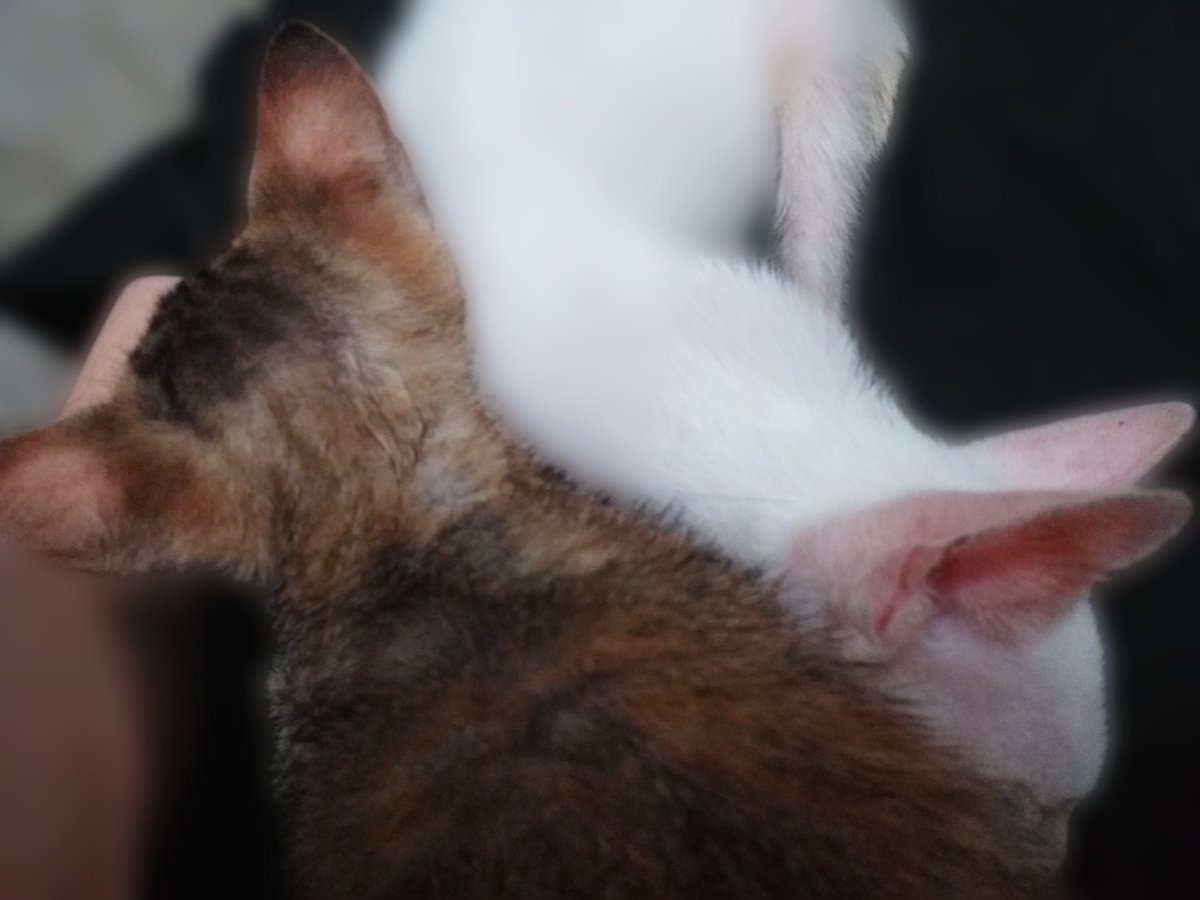 My tummy=kittens's bed.
Sleep well guys😆
#Caturday #Catsoftwitter