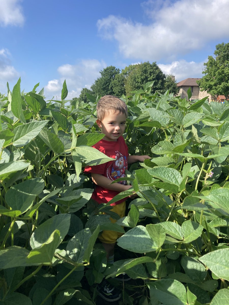 My 3 year old crop inspector says...Dad your soybeans are healthy