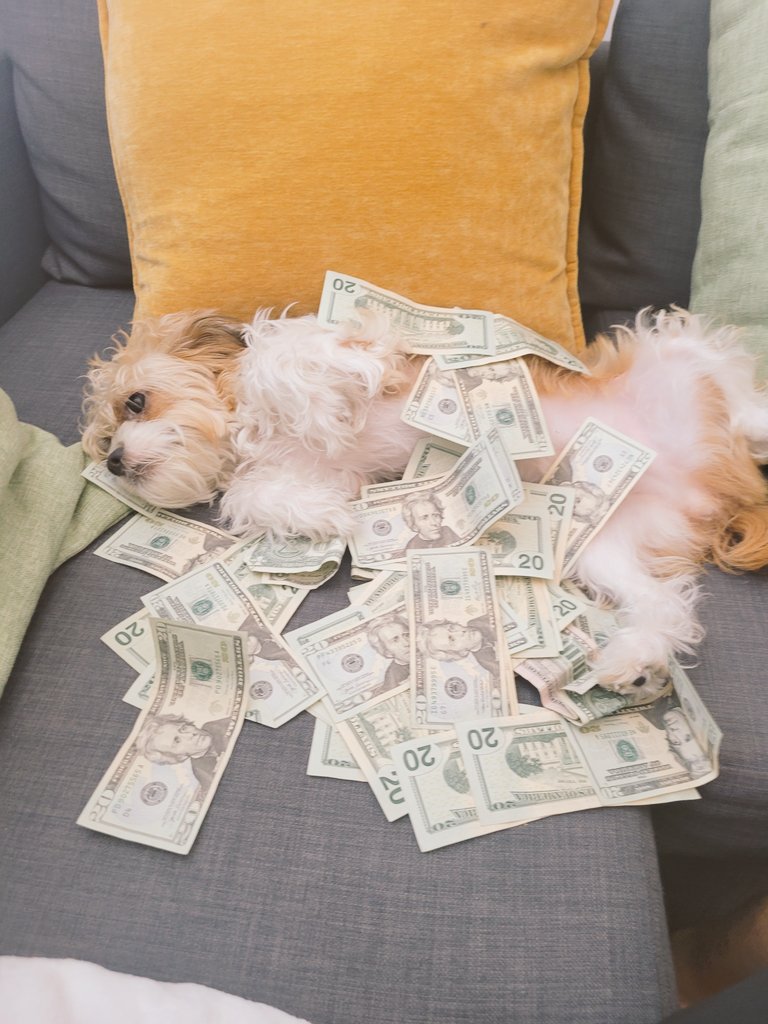 SuperCapPlanet's tweet photo. Bish Better Have My Money! 
#makeitrain #money #cash #dogsoftwitter https://t.co/VRJAfjtLpY