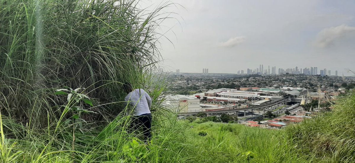 PenitenciarioPA's tweet photo. Privados de libertad del centro de detención Tinajitas colaboraron con la limpieza de paja canalera en Cerro La Cruz, San Miguelito, como parte del aporte al medio ambiente, actividad coordinada con @Opava_osfl y la Comunidad Ambiental Los Andes.  

#PanamáEsUnGranPaís 🇵🇦 https://t.co/OKzd4ZfZyl