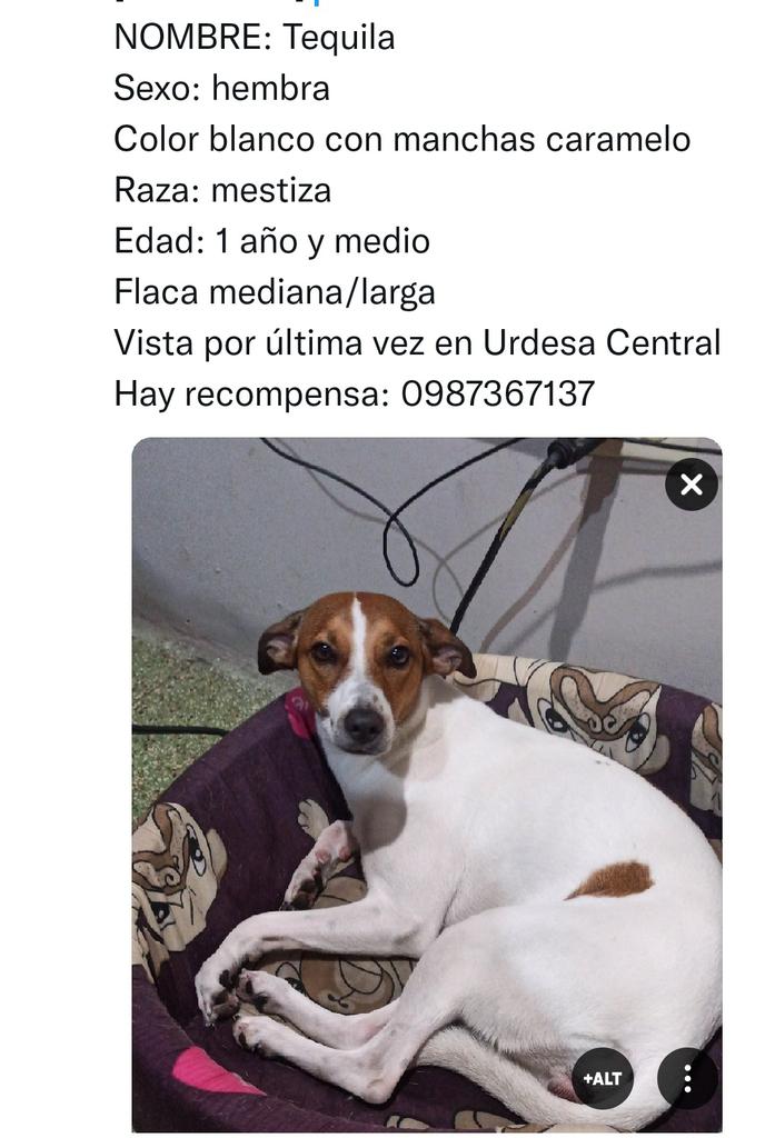 KVerdezoto17's tweet photo. 🔴 SE BUSCA 🔴

"Tequila" se perdió en Guayaquil, Urdesa Central. Tiene color blanco con manchas caramelo. Es súper dócil, si la ven por favor comunicarse al 0987367137. https://t.co/4MofsL0V1i