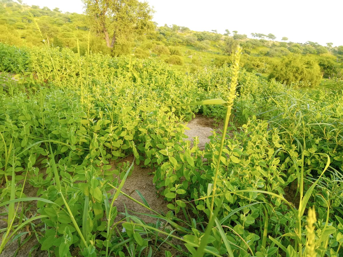 KashifOtho5's tweet photo. #Nature
#Thar
#WithoutCamerFilter
#KashifPhotography
#GreenTharparkar https://t.co/cZ2wAU7goe