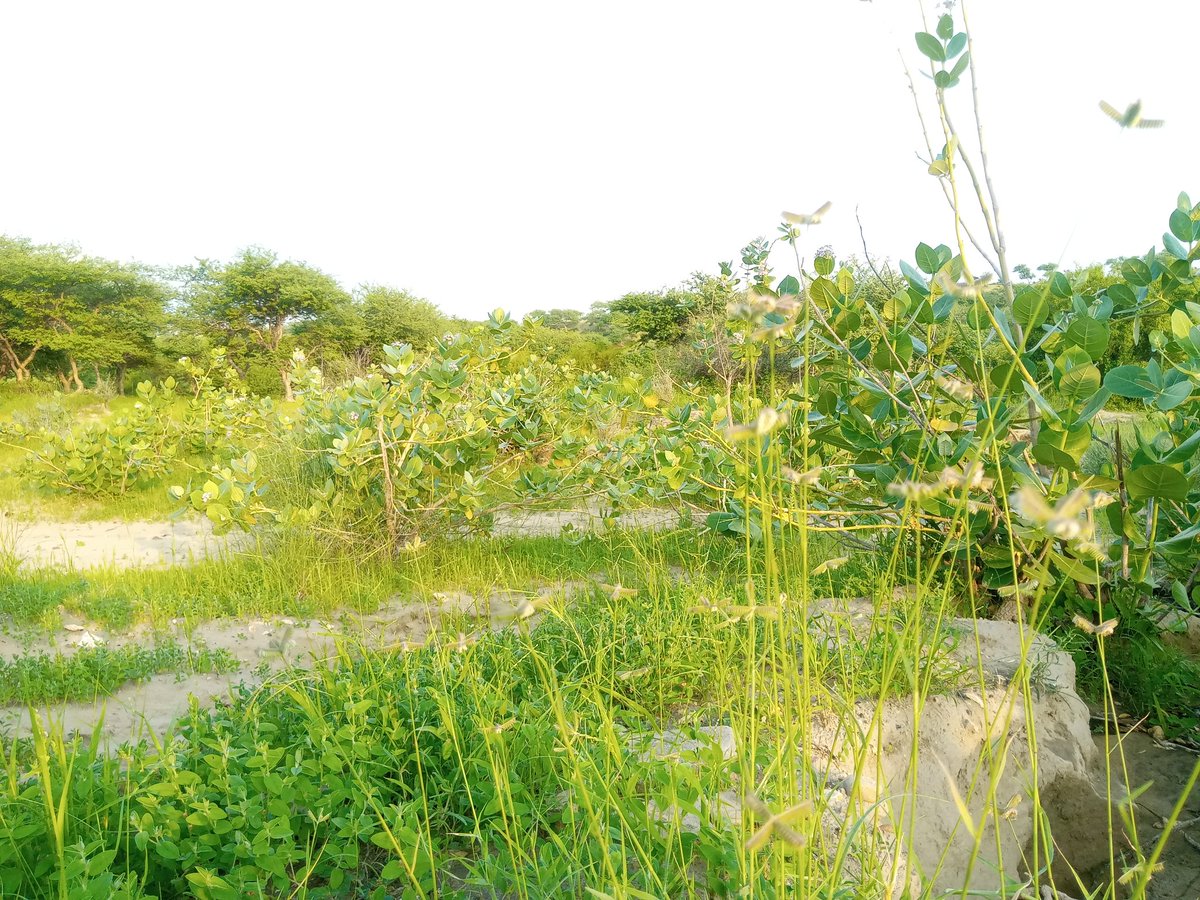 KashifOtho5's tweet photo. #Nature
#Thar
#WithoutCamerFilter
#KashifPhotography
#GreenTharparkar https://t.co/cZ2wAU7goe