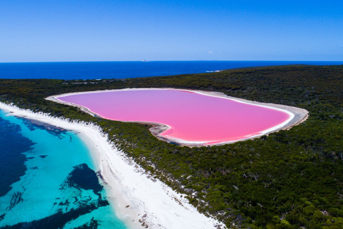 FranzSulzer's tweet photo. Lake Hillier heißt der pinke Salzsee auf der australischen Insel Middle Island.  
© Tourism Western Australia https://t.co/t1bQoYBGAr