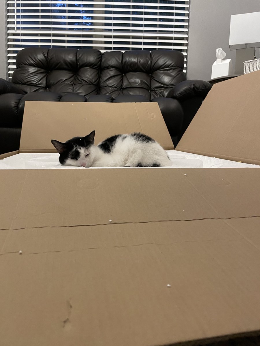 steph_wrote's tweet photo. Special delivery for ⁦@thechrisbarron⁩ -Baby Bella says #happycaturday https://t.co/YNuM80KIMY