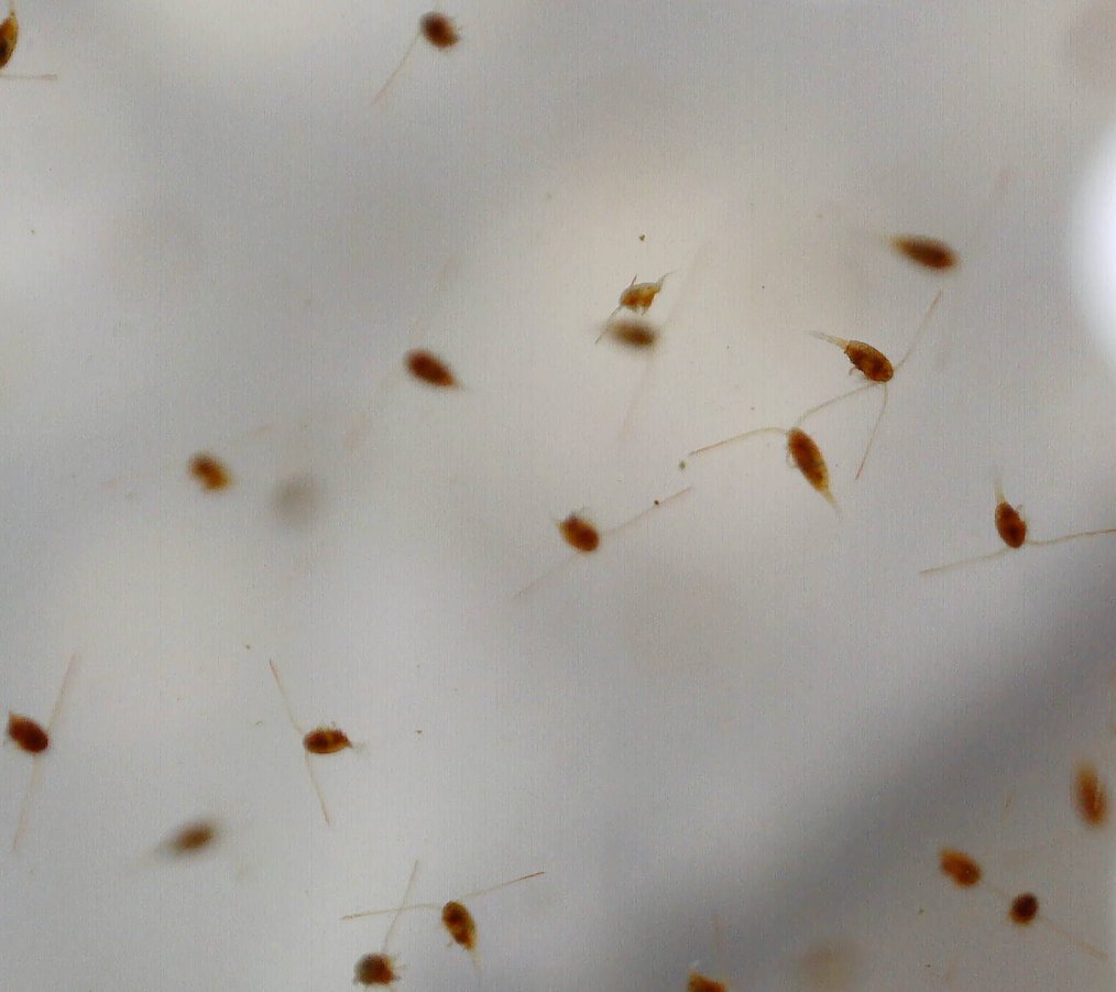 DagmarFrisch's tweet photo. Friendly #copepods and neighbours to the many #Daphnia in lake SS6 in Kangelussuaq, West Greenland. https://t.co/orbgsFZlkp