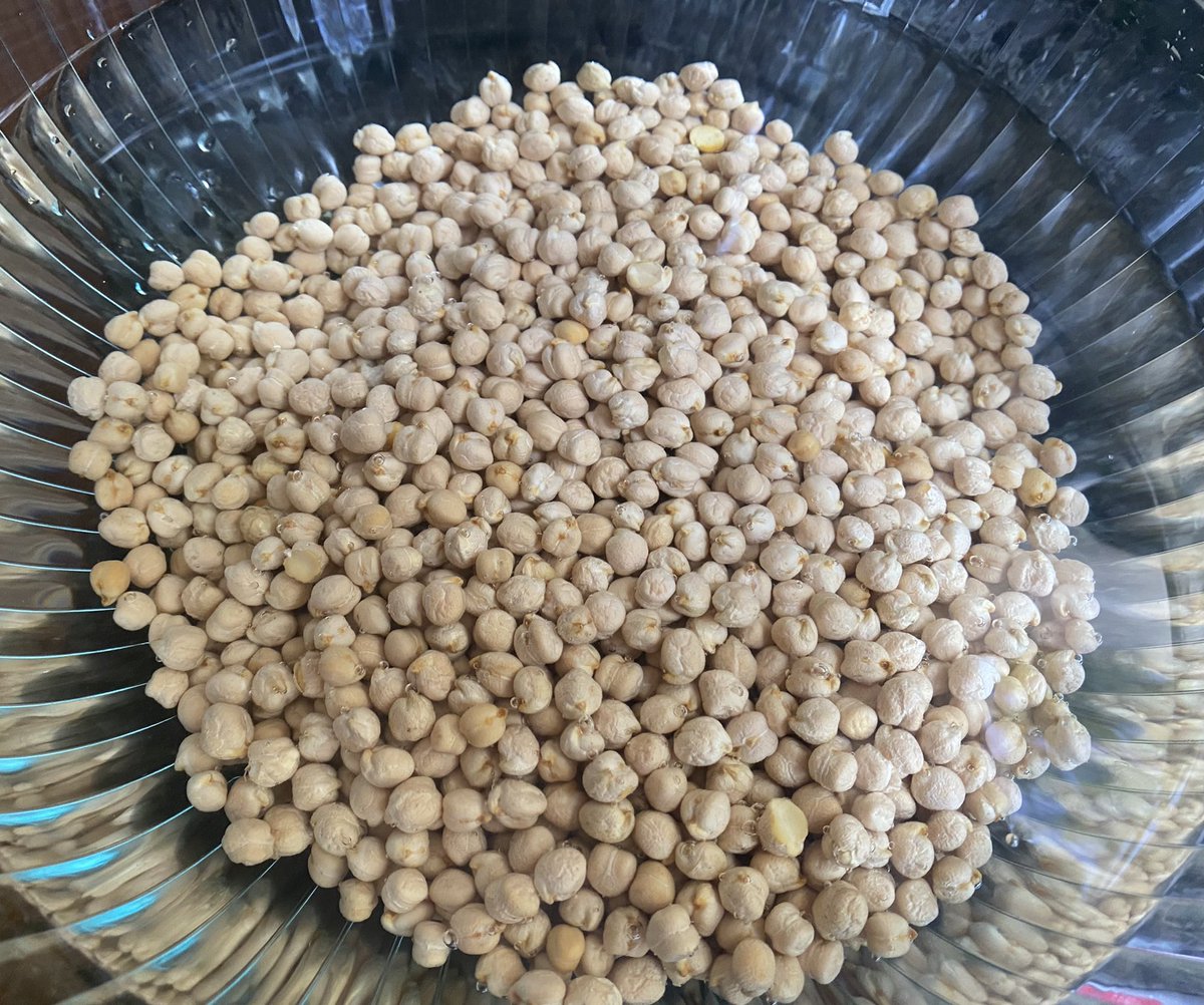 KaminskiMed's tweet photo. Reminded of a tweet by @DrJenGunter while preparing for today’s #CollegeSendOff party.
A two days process from soaking perfect #ChickPeas to having
#Haifa style #Hummus
And yes, many more dishes to come (Bamia, eggplant, burek, Beef & lamb skewers, the goods)
#PCCMEats https://t.co/pRX56KJvPX
