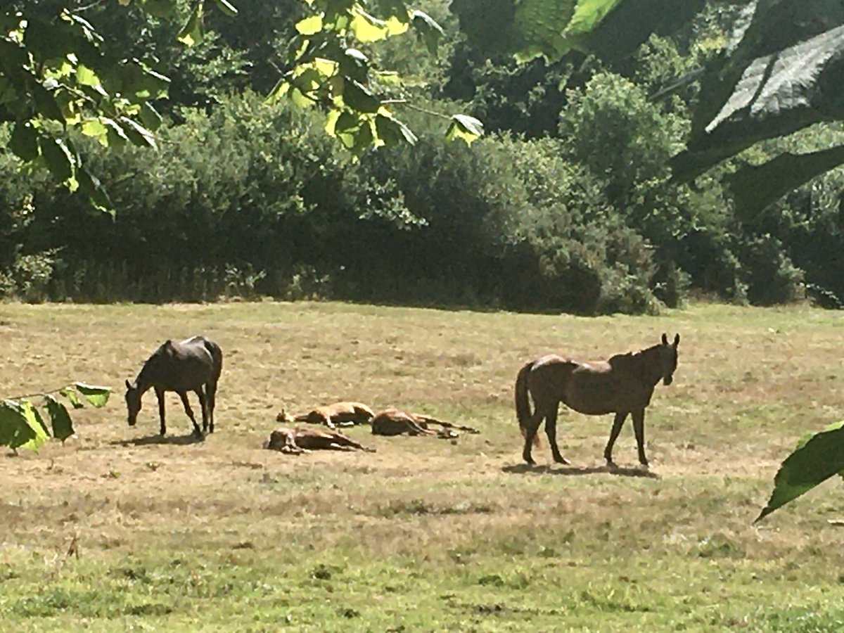 Equichanics's tweet photo. Some 2022 babies enjoying a beautiful day yesterday.
#Planteur x #HoolaHula (#Yeats) colt
#OrderOfStGeorge x #OurGirlKatie (half sister to #BlackTears) filly
#Maxios x #CleverMode (RIP)(half sister to #MasterMinded) colt https://t.co/ydWU4p0jZE