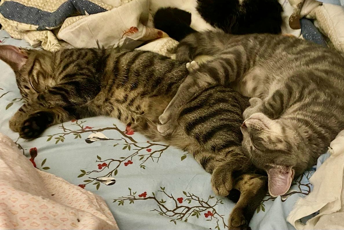 RappCatsAdopt's tweet photo. Meet Rebecca &amp; Bonnie, a tightly bonded pair we'll only adopt together. Except for the tabby color they look Siamese! Large ears, wedged heads &amp; so sleek!
#AdoptDontShop #cats #kittens #pets #Saturday #Caturday #adoptable #PositiveVibes #Virginia #DC #Maryland #NoVA #WashingtonDC https://t.co/NqLlauH32U
