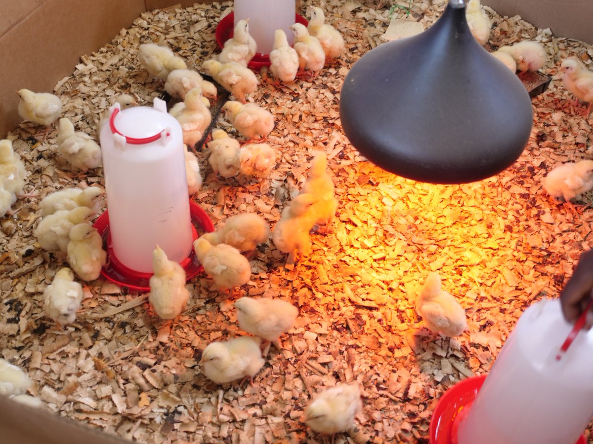 Poultry farming is profitable and young people in Rwanda are ready for it.