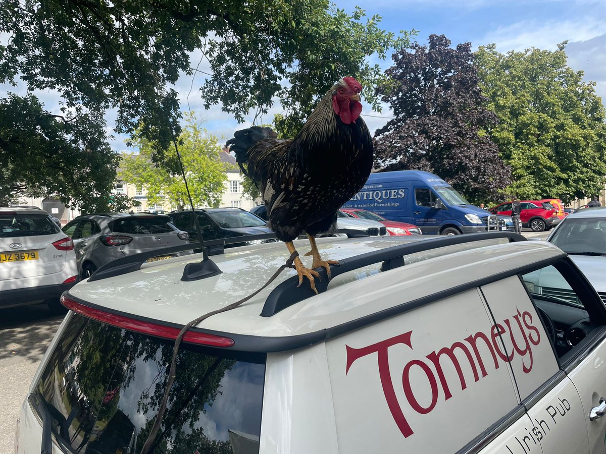 Cock-A-Doodle-WHO?! One of the regulars at Tomney's bar has just arrived! Tune into The Summer Social now with <a href="/djlegge/">Donna Legge</a> and <a href="/rigsy/">rigsy</a> to hear them speaking to 'The Guy' and his owner Johnny Fee.