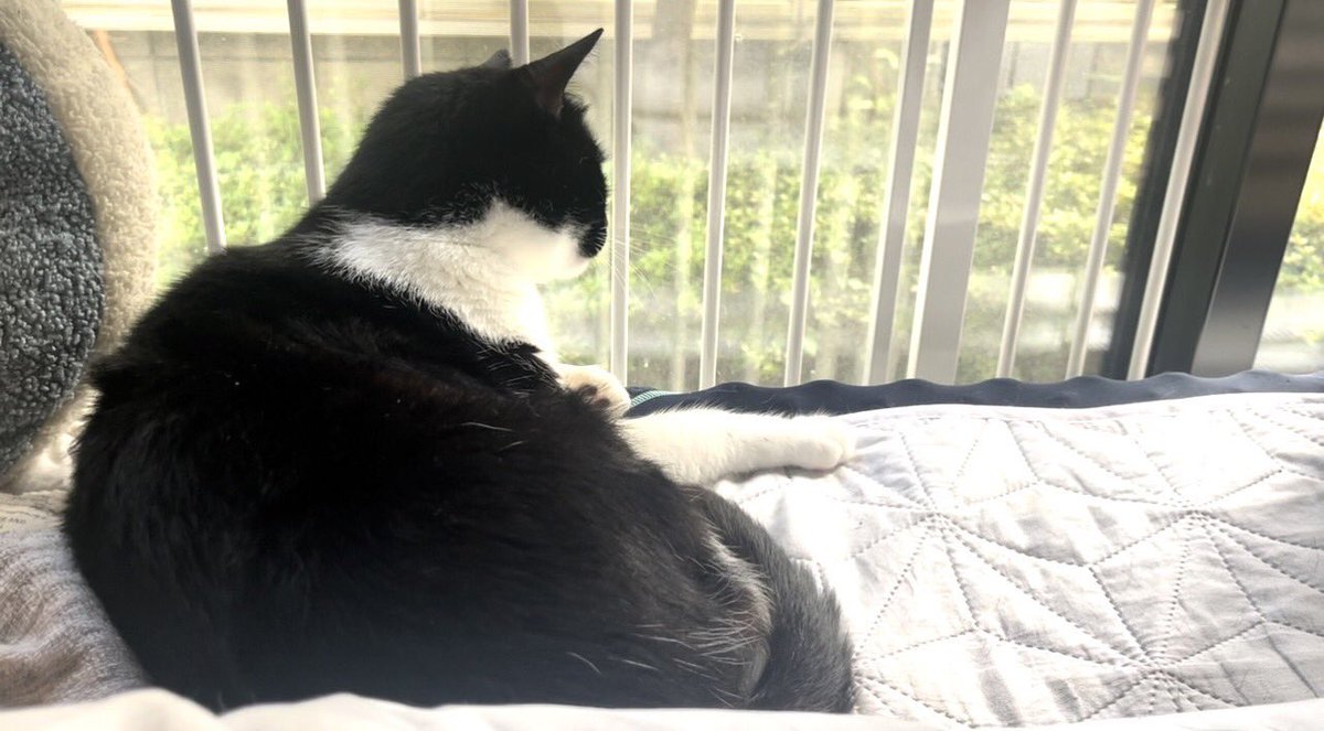 お久しぶりです。
毎日暑くて💦主がダウンしていました。笑
おむすびkunと久々にまったりしました。😊😸v

#おむすびkun
#まったり
#久々